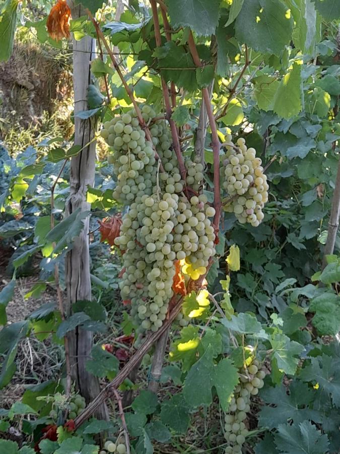 I Tre Grappoli Villa Corniglia Exterior foto