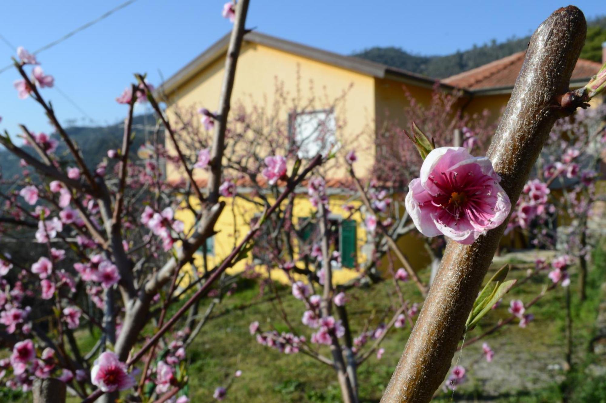 I Tre Grappoli Villa Corniglia Exterior foto